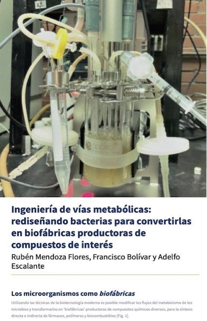 Núm. 29 - Versión Web del artículo de portada en: Ingeniería de Vías Metabólicas (IVM) en bacterias