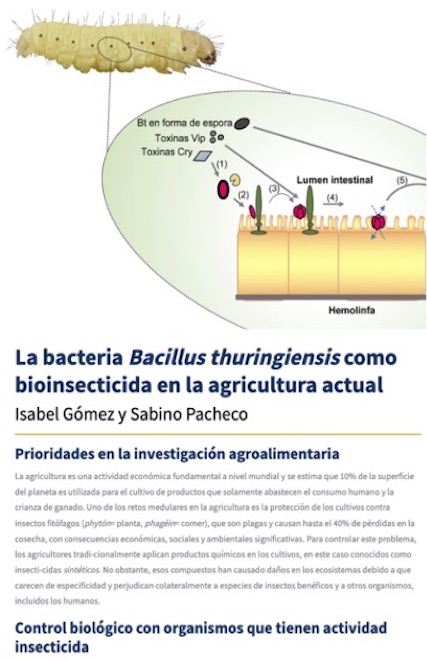BtMv-29.2 - Gómez & Pacheco: "La bacteria Bacillus thiringiensis como bioinsecticida en la agricultura actual"