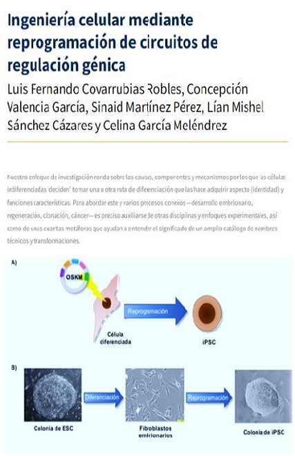Artículo en BiotecMov 29-3: contribución del Laboratorio de Plasticidad Celular del IBt-UNAM 