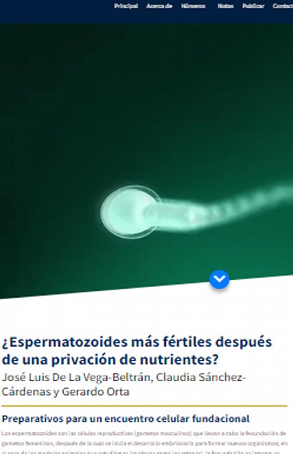 ¿Cómo se capacitan los espermatozoides en los mamíferos?