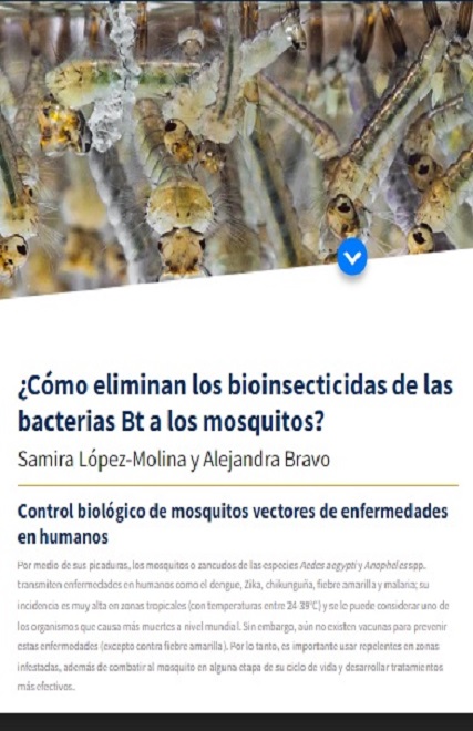 Descubriendo estrategias más efectivas para el control biológico de mosquitos transmisores de enfermedades 