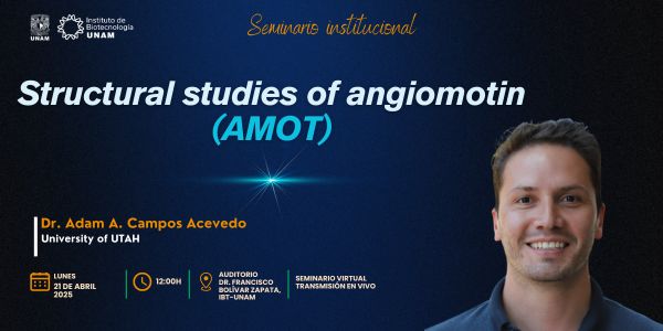 Structural studies of angiomotin (AMOT)